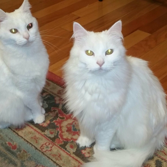 Meet your Posher, Sandy - Picture 1 of 1